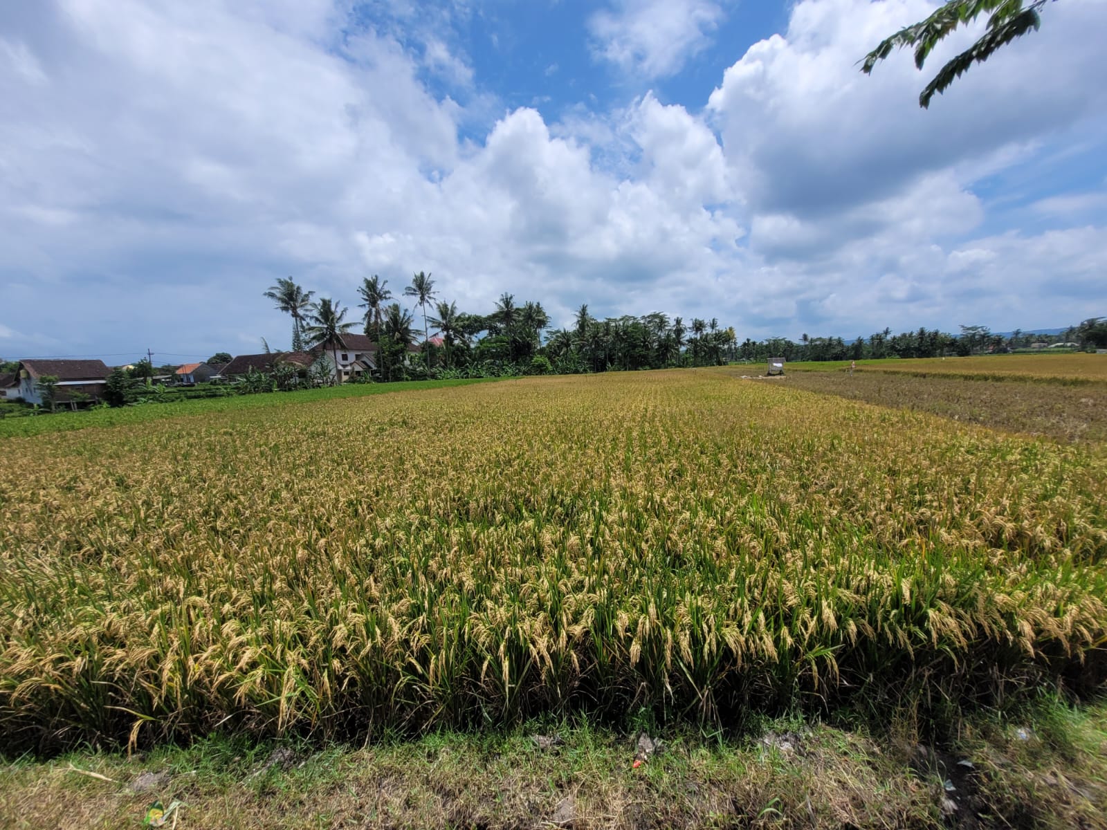 AGUNAN LELANG TANAH