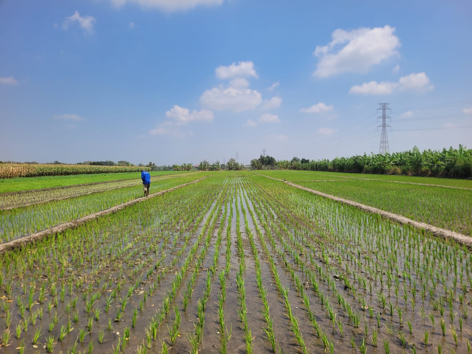 SEGERA LELANG TANAH SAWAH LUAS & STRATEGIS