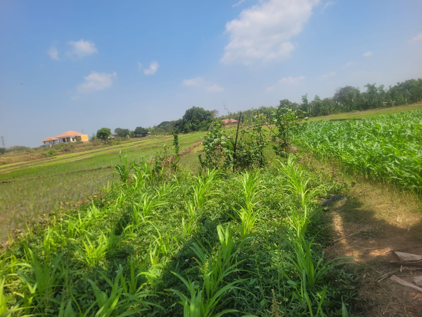 SEGERA LELANG TANAH SAWAH - Thumbnail 4