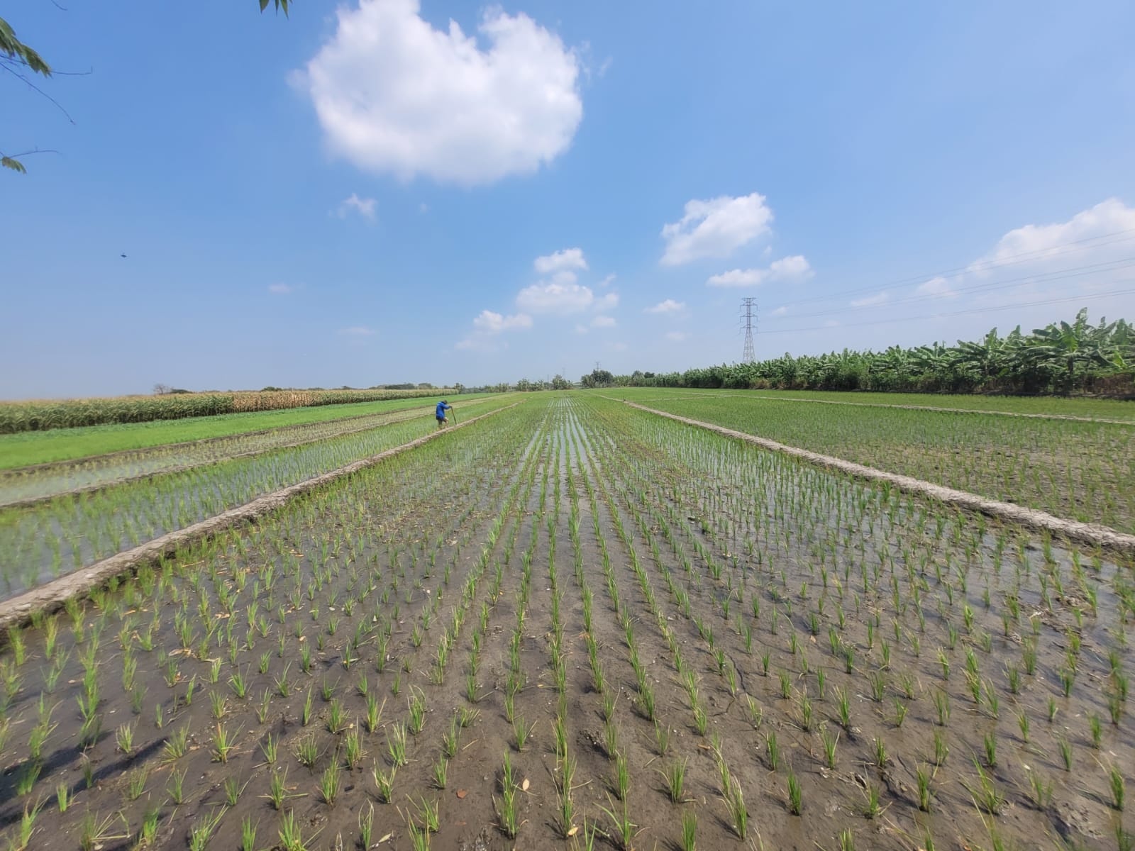 SEGERA LELANG TANAH SAWAH LUAS & STRATEGIS - Thumbnail 3