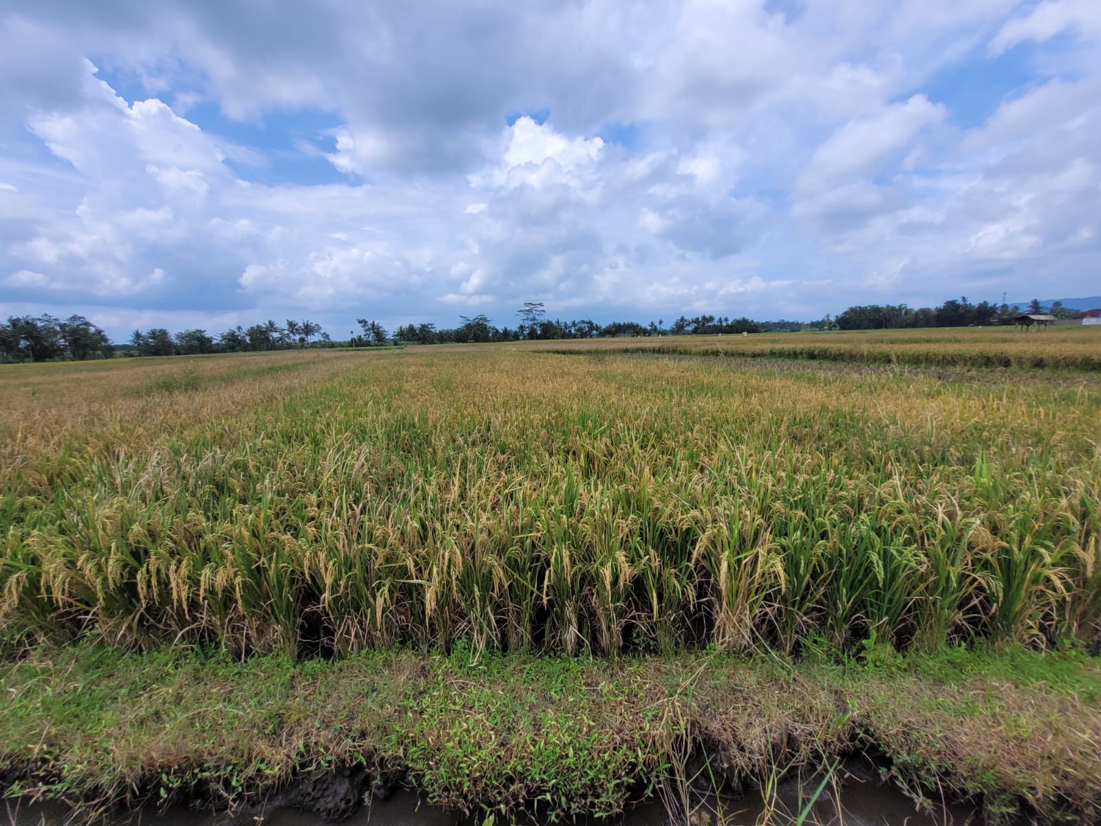 AGUNAN LELANG TANAH