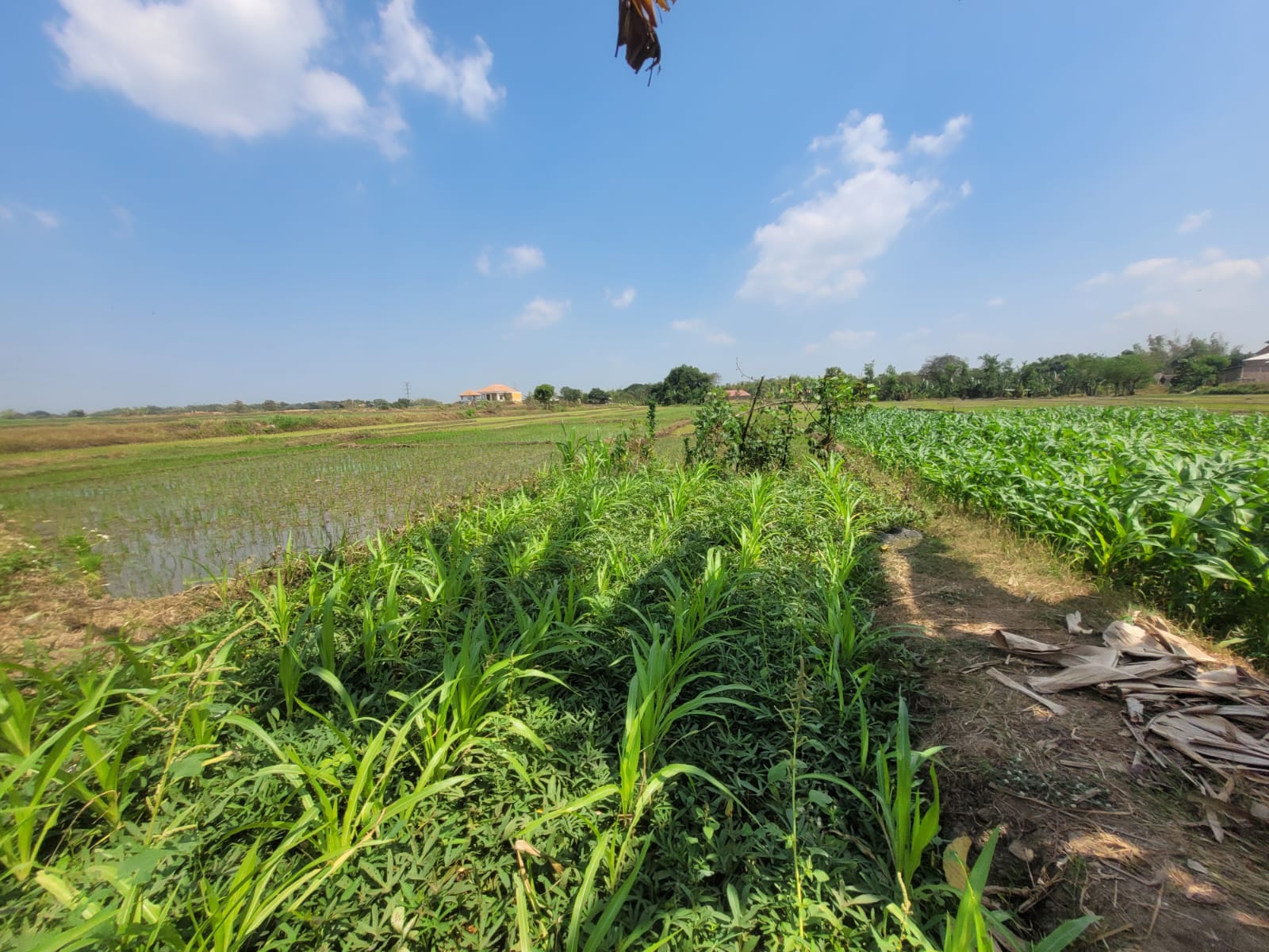 SEGERA LELANG TANAH SAWAH - Thumbnail 3