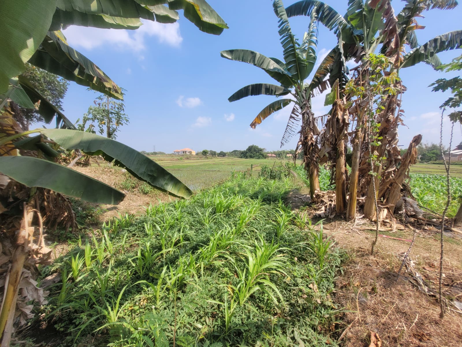 SEGERA LELANG TANAH SAWAH - Thumbnail 5