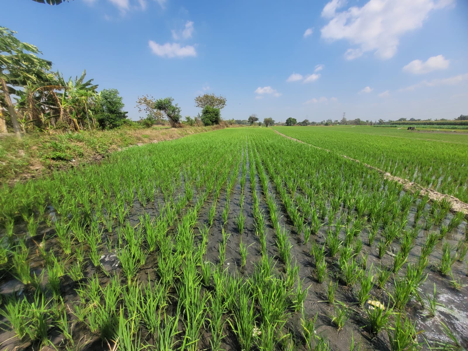 SEGERA LELANG TANAH SAWAH LUAS & STRATEGIS - Thumbnail 3
