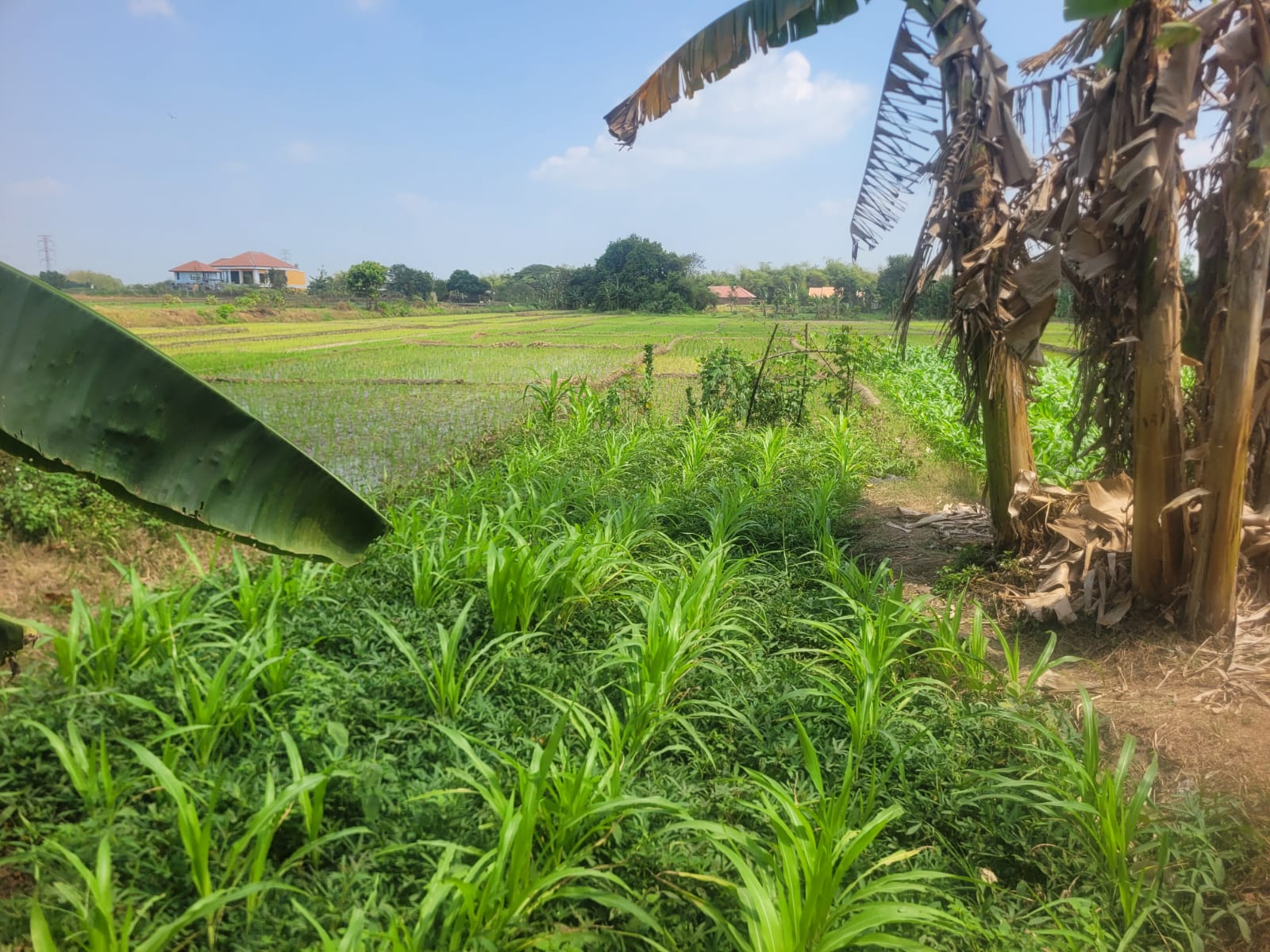 SEGERA LELANG TANAH SAWAH