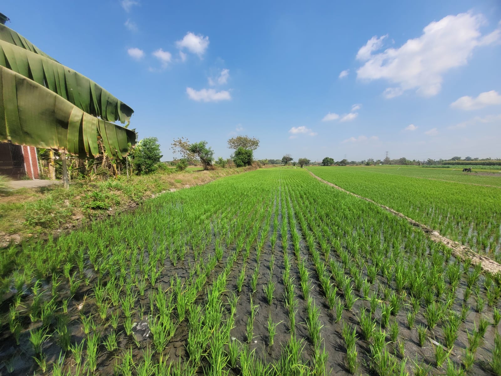 SEGERA LELANG TANAH SAWAH LUAS & STRATEGIS