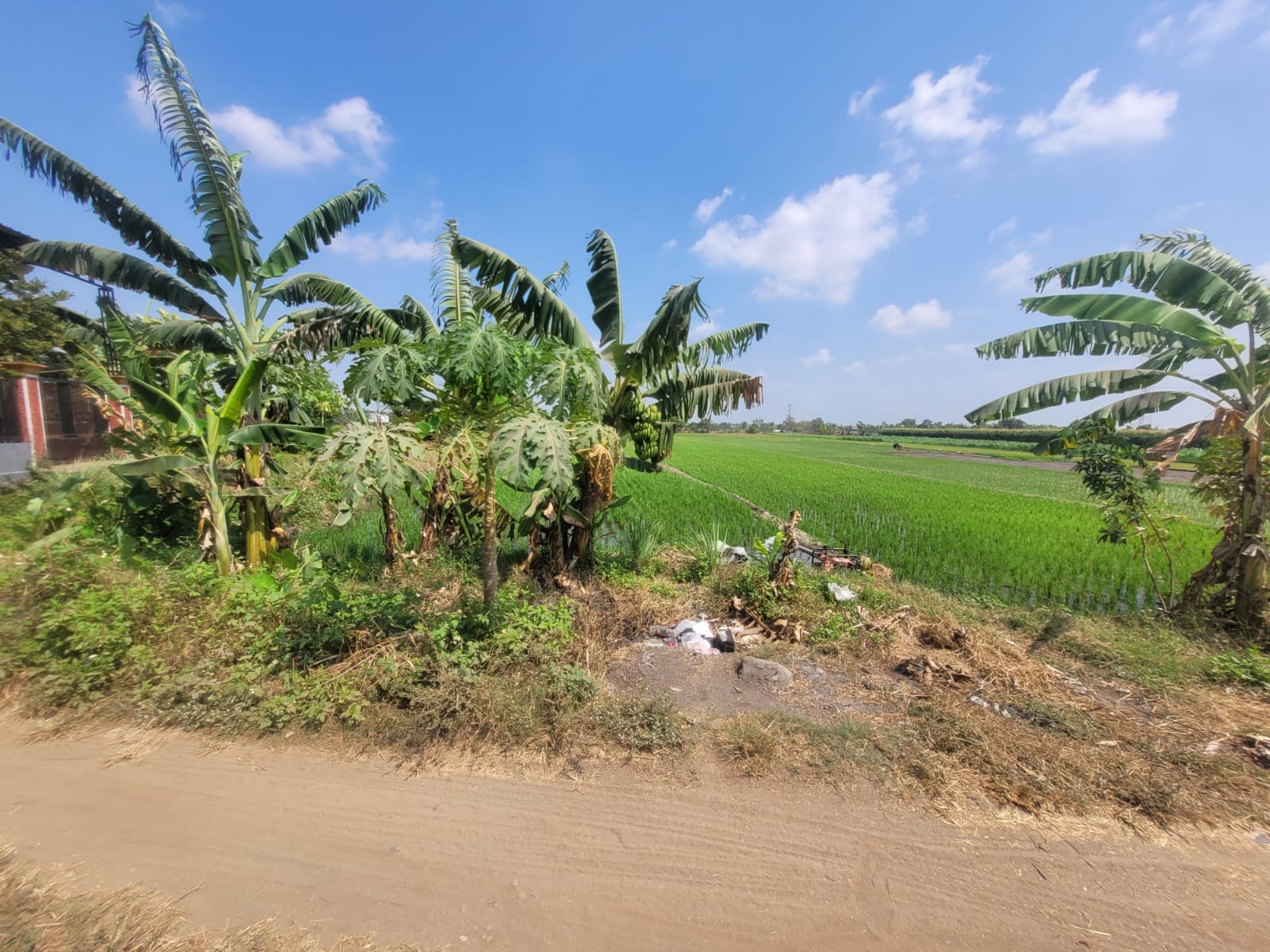 SEGERA LELANG TANAH SAWAH LUAS & STRATEGIS - Thumbnail 2