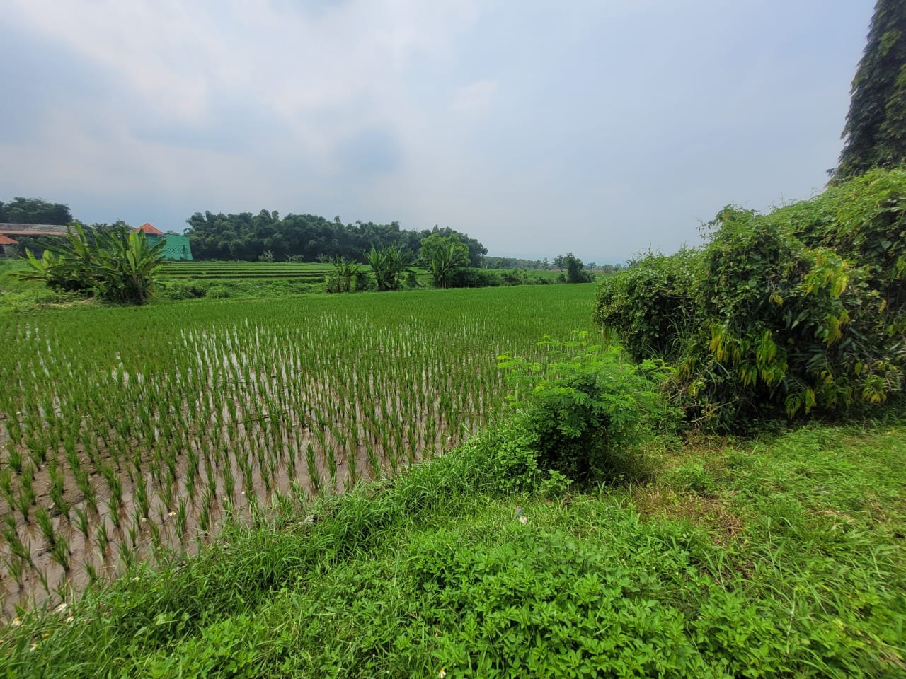 AGUNAN LELANG TANAH KOSONG