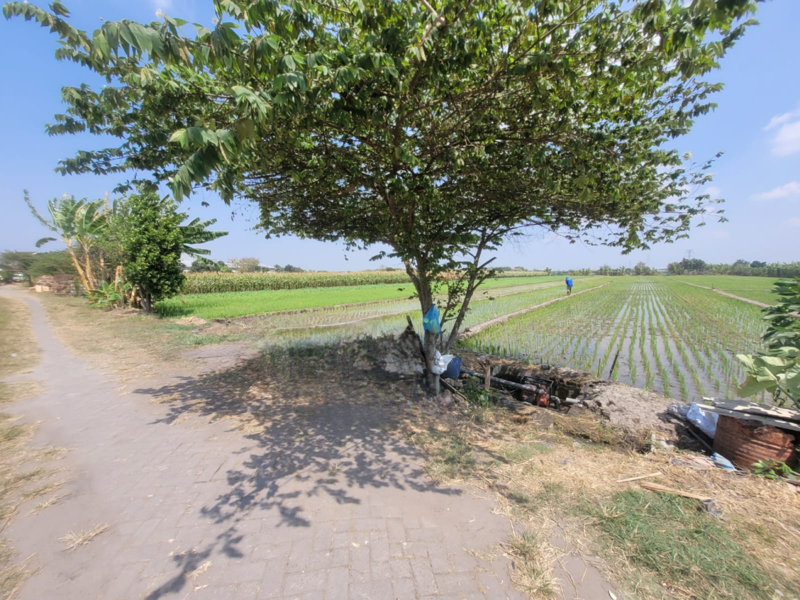SEGERA LELANG TANAH SAWAH LUAS & STRATEGIS - Thumbnail 4