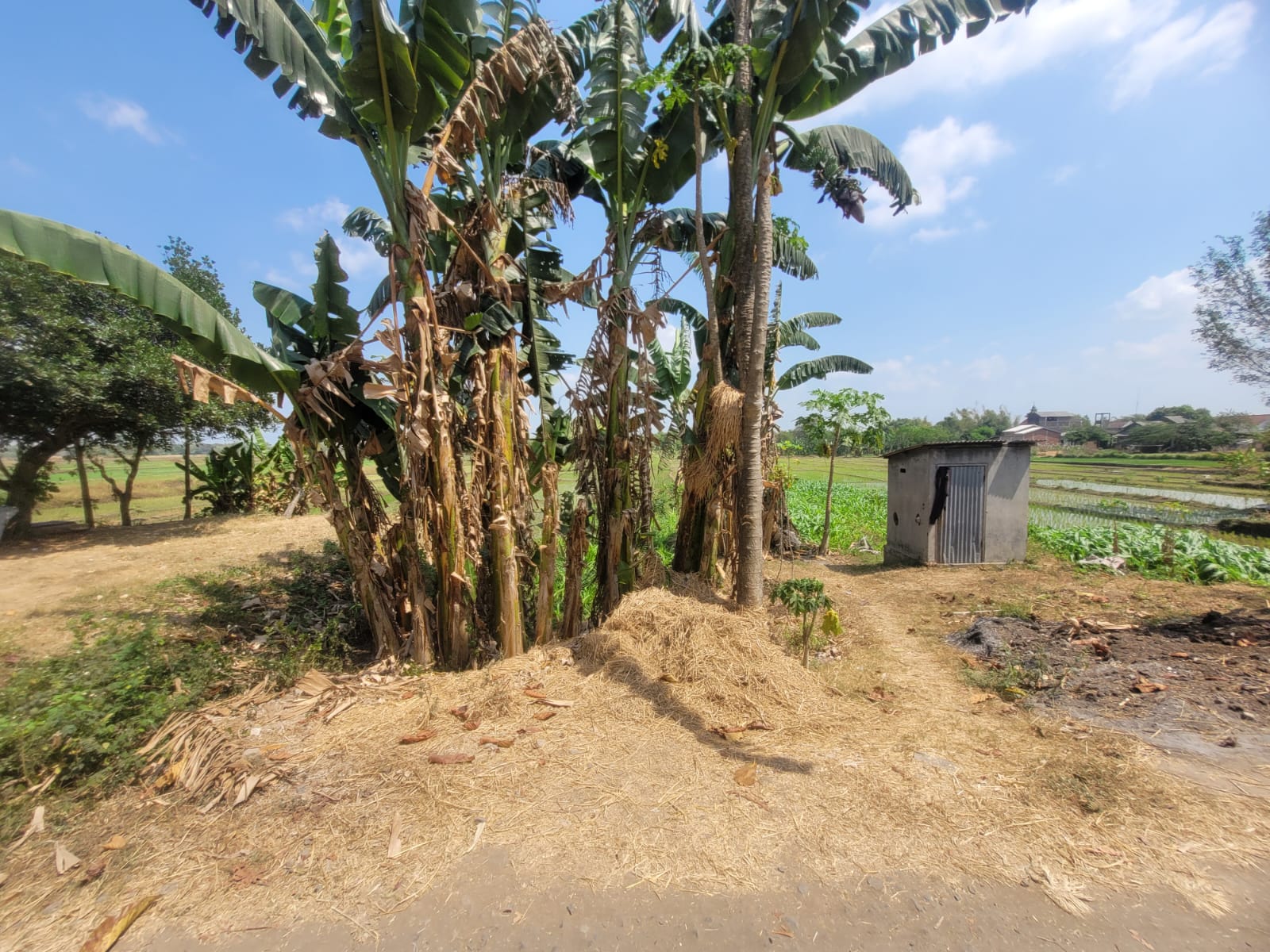 SEGERA LELANG TANAH SAWAH - Thumbnail 2